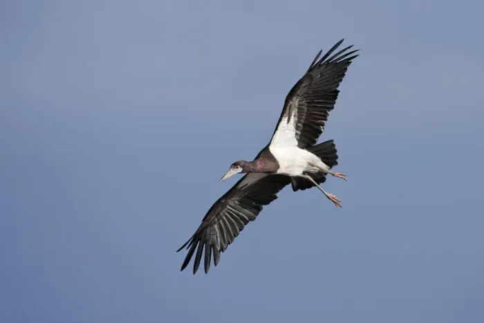Framed Print : Abdims Stork (Ciconia abdimii) in flight Serengeti National Park, Tanzania