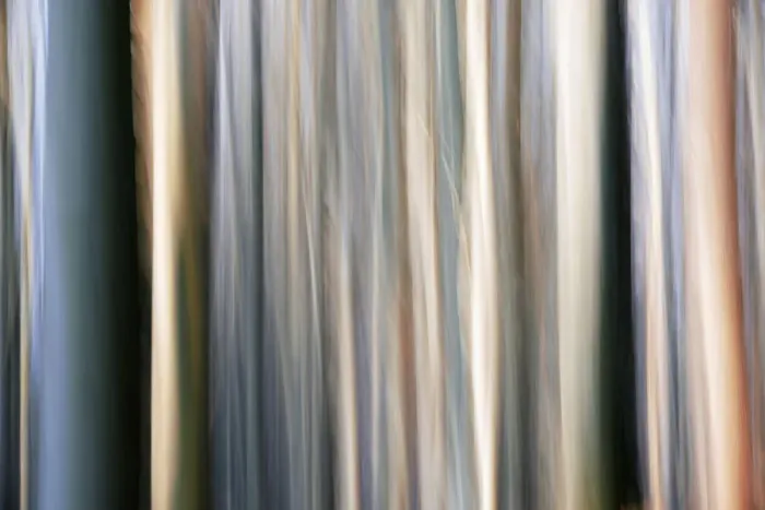 Framed Print : Abstract photo of a forest, Bayerischer Wald Park, Germany