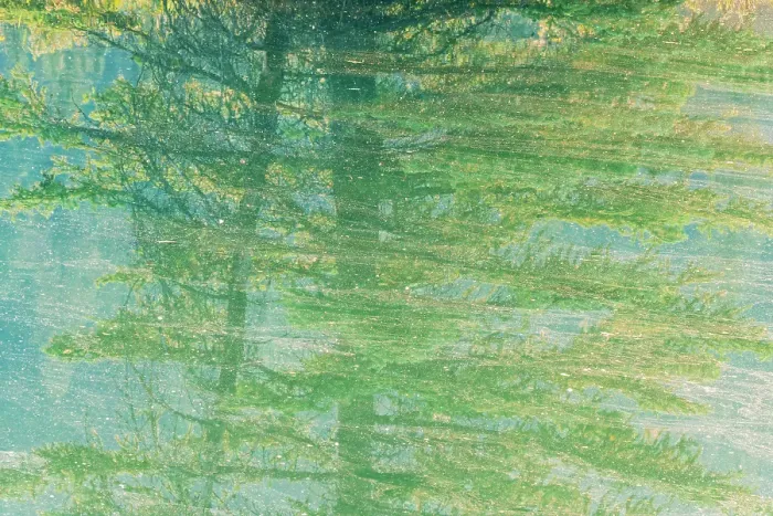 Framed Print : Abstract of shadows of trees reflected in Cascade Pond with tree pollen covering the surface. Fog at sunrise. Banff National Park, Alberta, Canada Framed Print : Abstract of shadows of trees reflected in Cascade Pond with tree pollen covering the surface. Fog at sunrise. Banff National Park, Alberta, Canada