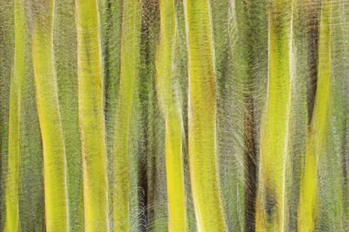 Framed Print : Abstract of trees Framed Print : Abstract of trees