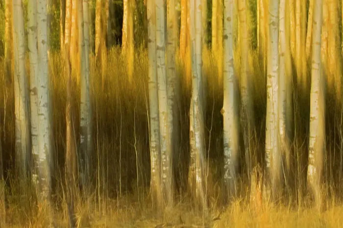 Framed Print : Abstract of trees, Alberta, Canada Framed Print : Abstract of trees, Alberta, Canada