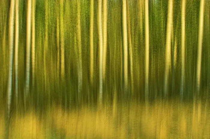 Framed Print : Abstract of trees, Alberta, Canada Framed Print : Abstract of trees, Alberta, Canada