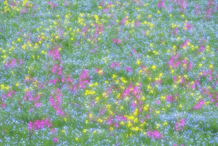 Framed Print : Abstract view of a field full of flowers, from linen to canola flowers and gladiolus. Val d'Orcia, Tuscany, Italy Framed Print : Abstract view of a field full of flowers, from linen to canola flowers and gladiolus. Val d'Orcia, Tuscany, Italy