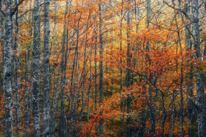 Framed Print : Abstract view of trees during autumn foliage in Emilia Romagna, Italy Framed Print : Abstract view of trees during autumn foliage in Emilia Romagna, Italy