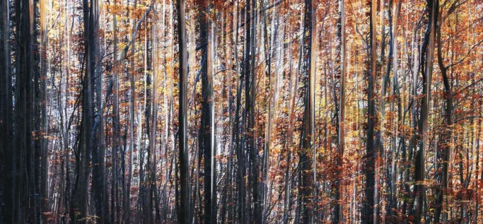 Framed Print : Abstract view of trees during autumn foliage in Tuscany, Italy Framed Print : Abstract view of trees during autumn foliage in Tuscany, Italy