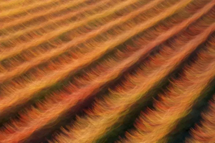 Framed Print : Abstract vineyards in autumn, Umbria, Italy