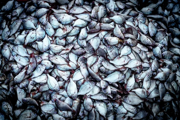 Framed Print : Abundance of freshly caught fish, Tam Tien, Quang Nam Province, Central Vietnam Framed Print : Abundance of freshly caught fish, Tam Tien, Quang Nam Province, Central Vietnam