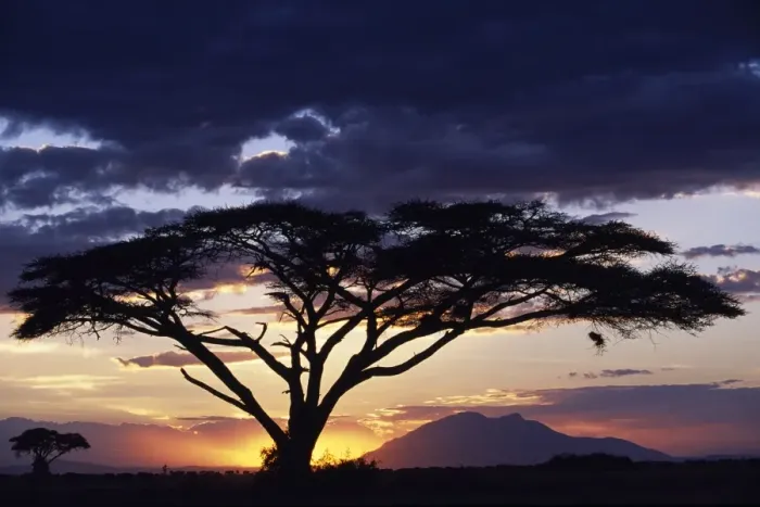 Framed Print : An acacia Tortilis frames the sun setting behind Longido Mountain Framed Print : An acacia Tortilis frames the sun setting behind Longido Mountain