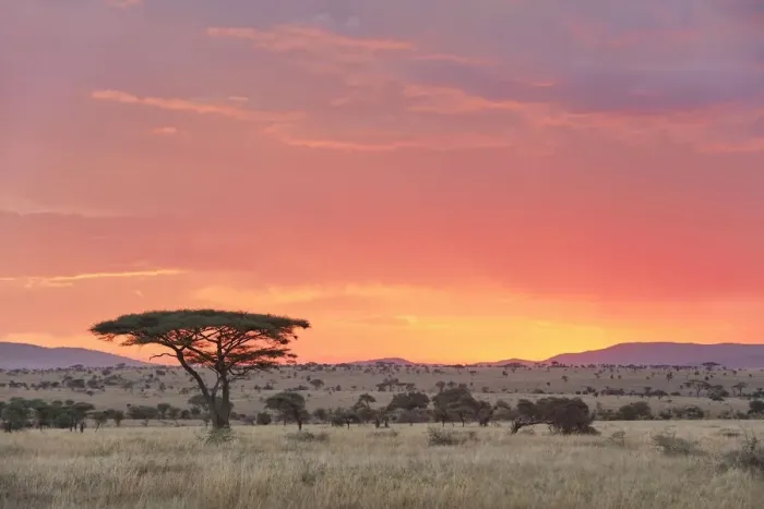 Framed Print : An Acacia Tree (Acacia Penninervis) in the Central Serengeti National Park plains at sunset, Tanzania, Africa Framed Print : An Acacia Tree (Acacia Penninervis) in the Central Serengeti National Park plains at sunset, Tanzania, Africa