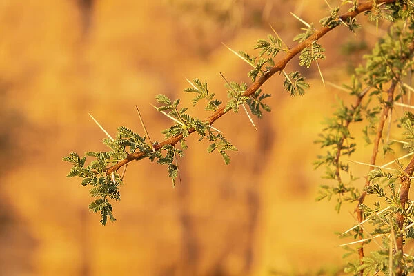 Acacia tree, Ashar Valley, Al-Ula, Medina Province, Saudi Arabia