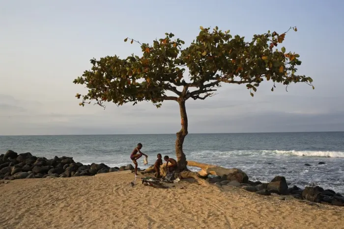 Framed Print : An Acacia tree on the edge of the city of Sao Tome Framed Print : An Acacia tree on the edge of the city of Sao Tome