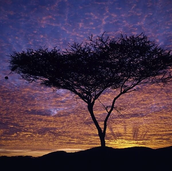 An Acacia tree silhouetted against a brilliant sunrise