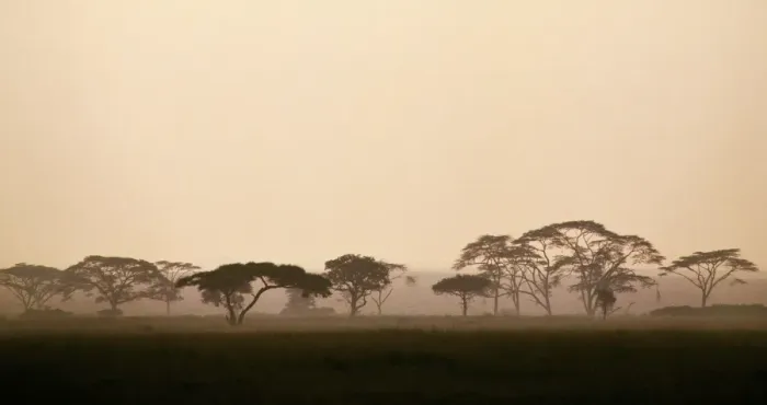 Framed Print : acacia trees in Tanzanias vast Serengeti National Park