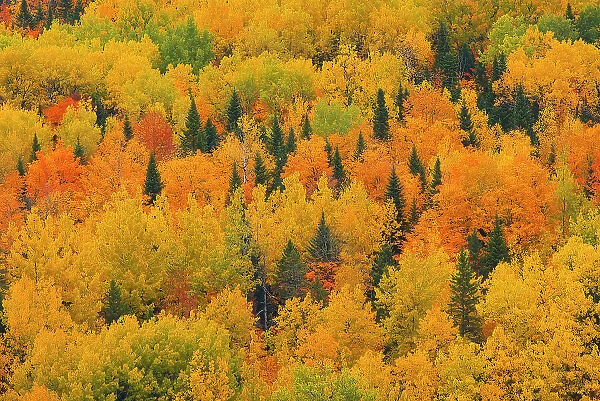 Acadian forest in autumn foliage. Aroostook, New Brunswick, Canada Aroostook, New Brunswick, Canada