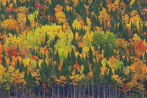 Acadian forest in autumn foliage. Aroostook, New Brunswick, Canada
