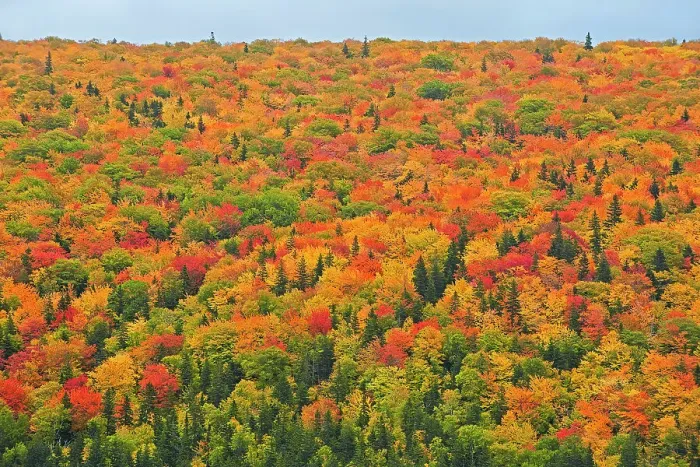 Framed Print : Acadian forest in autumn foliage Cape Breton Highlands National Park Nova Scotia, Canada Framed Print : Acadian forest in autumn foliage Cape Breton Highlands National Park Nova Scotia, Canada
