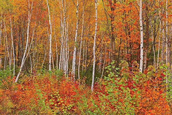 Acadian forest in autumn foliage. Gagetown, New Brunswick, Canada