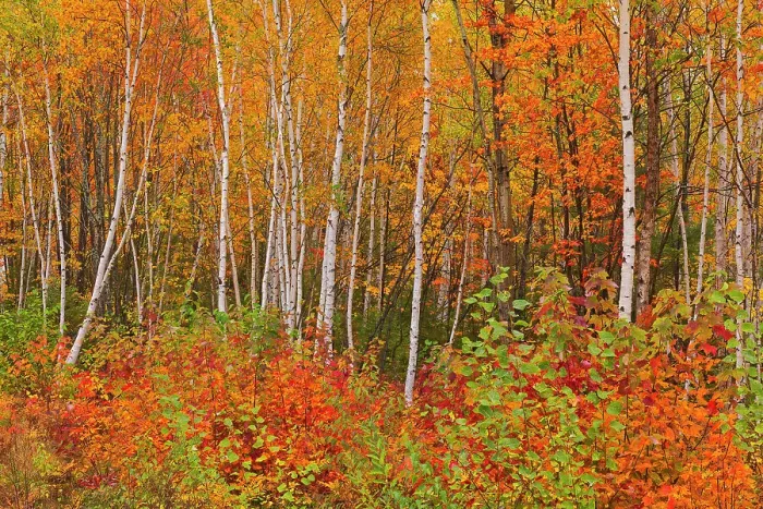 Framed Print : Acadian forest in autumn foliage. Gagetown, New Brunswick, Canada Framed Print : Acadian forest in autumn foliage. Gagetown, New Brunswick, Canada