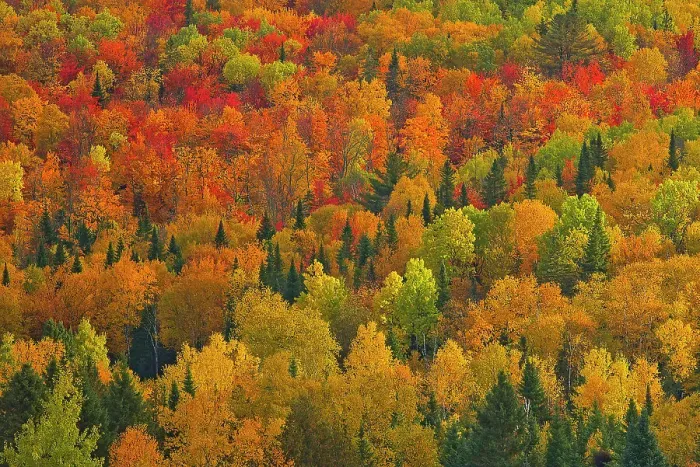 Framed Print : Acadian forest in autumn foliage. Near Edmunston. Madawaska County, Saint-Joseph, New Brunswick, Canada Framed Print : Acadian forest in autumn foliage. Near Edmunston. Madawaska County, Saint-Joseph, New Brunswick, Canada