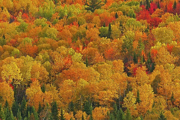Acadian forest in autumn foliage. Near Edmunston. Madawaska County, Saint-Joseph, New Brunswick, Canada