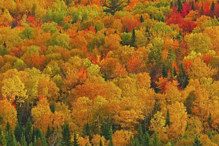 Framed Print : Acadian forest in autumn foliage. Near Edmunston. Madawaska County, Saint-Joseph, New Brunswick, Canada Framed Print : Acadian forest in autumn foliage. Near Edmunston. Madawaska County, Saint-Joseph, New Brunswick, Canada