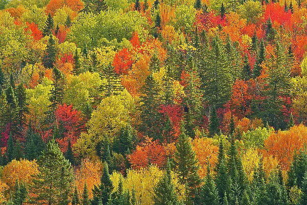 Acadian forest in autumn foliage. Near Edmunston. Madawaska County, Saint-Joseph, New Brunswick, Canada
