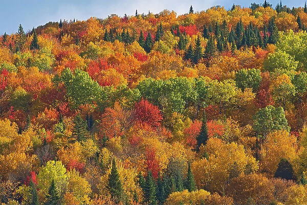 Acadian forest in autumn foliage. Near Edmunston. Madawaska County, Rolling hills. Saint-Joseph, New Brunswick, Canada