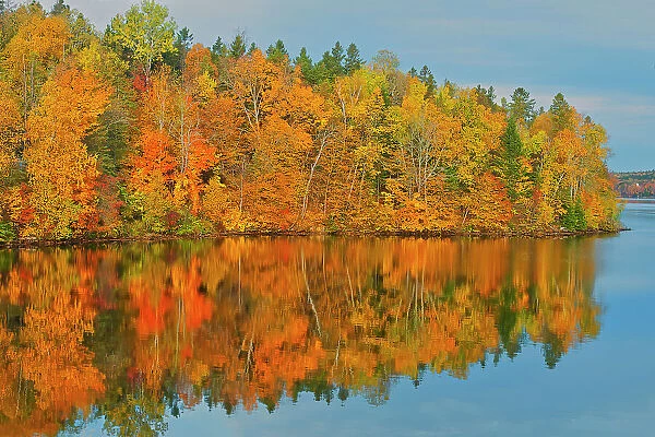 Acadian forest in autumn foliage reflected in the Saint John River Mactaquac, New Brunswick, Canada