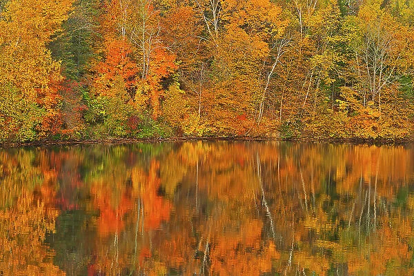 Acadian forest in autumn foliage reflected in the Saint John River Mactaquac, New Brunswick, Canada