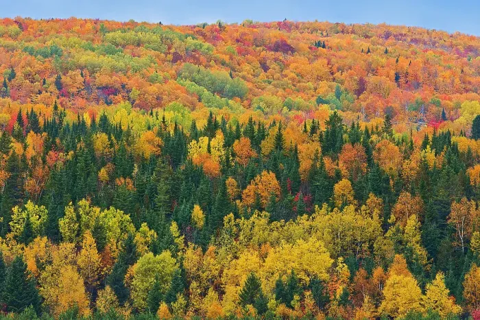 Framed Print : Acadian forest in autumn foliage. Rolling hills. Aroostook, New Brunswick, Canada Framed Print : Acadian forest in autumn foliage. Rolling hills. Aroostook, New Brunswick, Canada