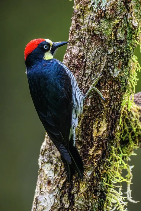 Framed Print : Acorn woodpecker (Melanerpes formicivorus), Gema del Bosque hotel, Cartago Province, Costa Rica Framed Print : Acorn woodpecker (Melanerpes formicivorus), Gema del Bosque hotel, Cartago Province, Costa Rica