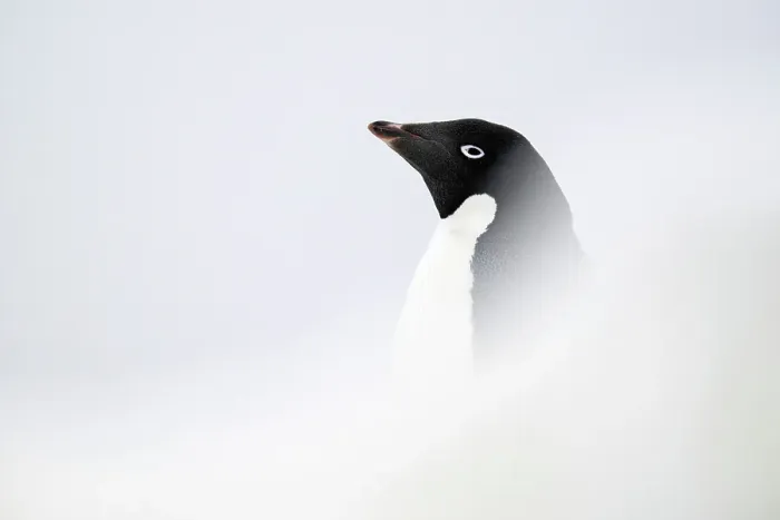 Framed Print : Adelie Penguin, Antarctica Framed Print : Adelie Penguin, Antarctica