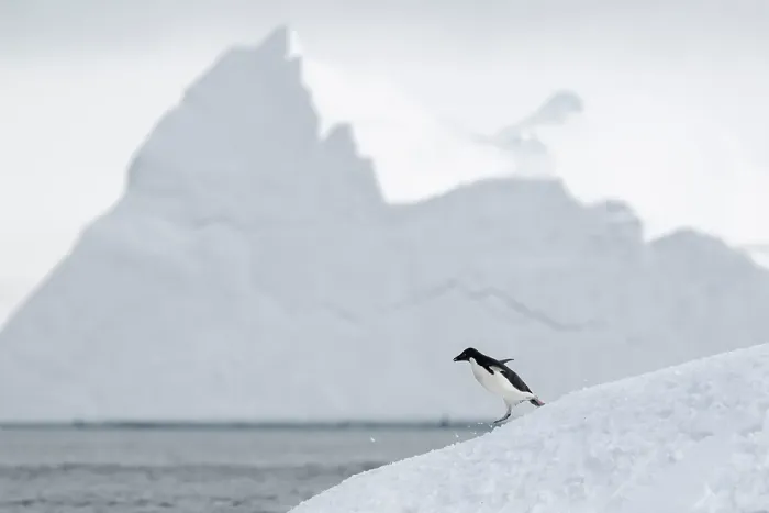 Framed Print : Adelie Penguin, Antarctica Framed Print : Adelie Penguin, Antarctica