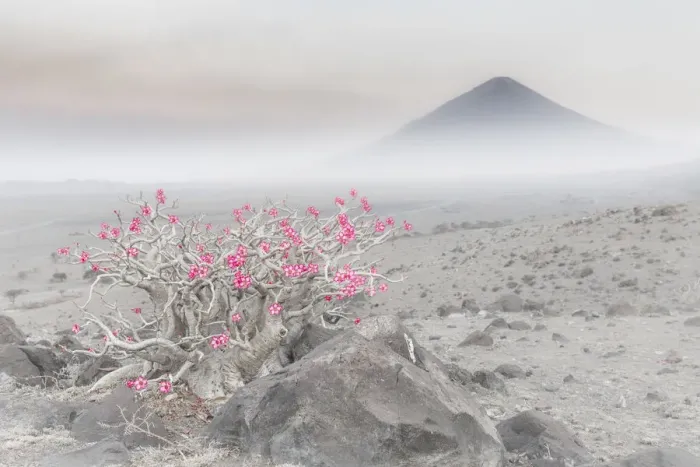 Framed Print : Adenium obesum in Lake Natron area, Northern Tanzania, with the active volcano Ol Doinyo Framed Print : Adenium obesum in Lake Natron area, Northern Tanzania, with the active volcano Ol Doinyo