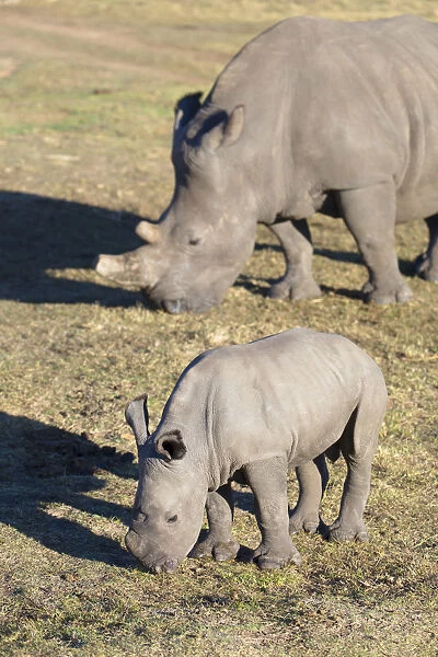 Adult and baby rhinoceros, Botlierskop Private Game Reserve, Western Cape, South Africa