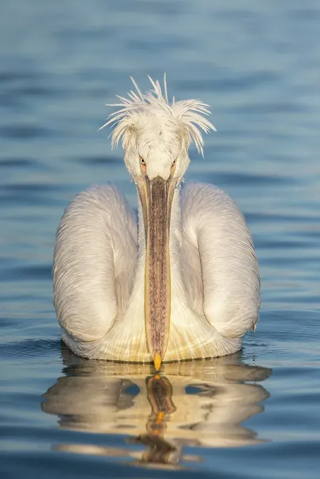 Framed Print : Adult Dalmatian Pelican (Pelecanus crispus), Lake Kerkini, Greece, January 2020