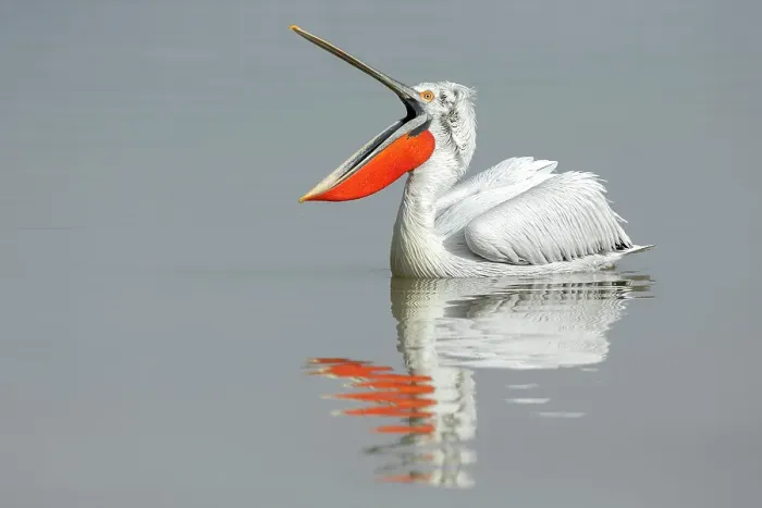 Framed Print : Adult Dalmatian Pelican (Pelecanus crispus) holding bill open Lake Kerkini, Greece, February 2015 Framed Print : Adult Dalmatian Pelican (Pelecanus crispus) holding bill open Lake Kerkini, Greece, February 2015