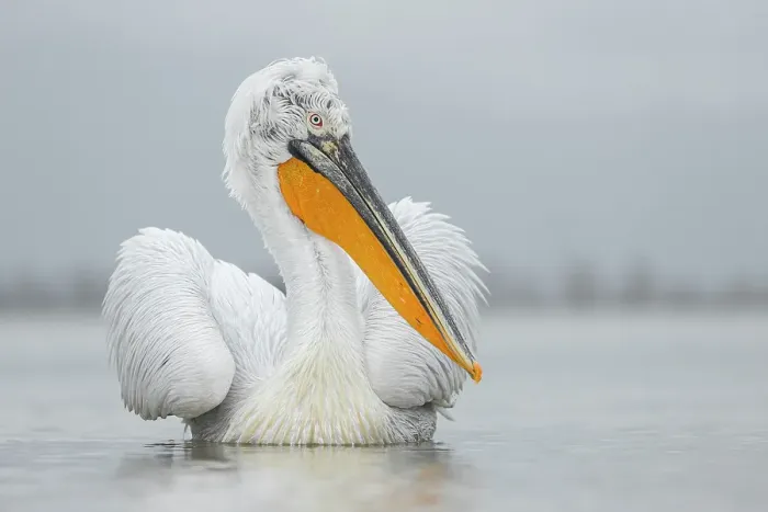Framed Print : Adult Dalmatian Pelican (Pelecanus crispus) on Lake Kerkini, Greece, March 2013 Framed Print : Adult Dalmatian Pelican (Pelecanus crispus) on Lake Kerkini, Greece, March 2013
