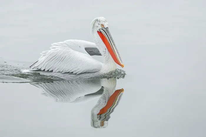 Framed Print : Adult Dalmatian Pelican (Pelecanus crispus) resting on Lake Kerkini, Greece, February 2014 Framed Print : Adult Dalmatian Pelican (Pelecanus crispus) resting on Lake Kerkini, Greece, February 2014