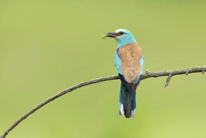 Framed Print : Adult European roller (Coracias garrulus) perched with prey, Central Bulgaria, May 2025 Framed Print : Adult European roller (Coracias garrulus) perched with prey, Central Bulgaria, May 2025