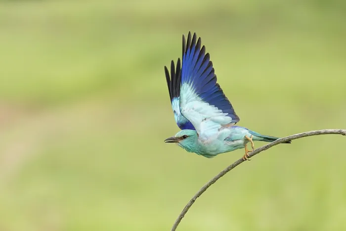 Framed Print : Adult European roller (Coracias garrulus) taking off from perch, Central Bulgaria, May 2025 Framed Print : Adult European roller (Coracias garrulus) taking off from perch, Central Bulgaria, May 2025