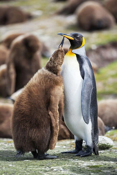 An adult King penguin (Aptenodytes patagonicus) feeding its chick, East Falkland