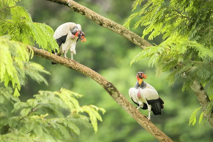 Framed Print : Two adult King Vulture (Sarcoramphus papa) in lowland rainforest, Boca Tapada, Costa Rica, November 2024 Framed Print : Two adult King Vulture (Sarcoramphus papa) in lowland rainforest, Boca Tapada, Costa Rica, November 2024
