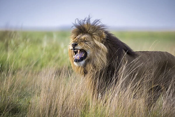 Adult male lion displaying the flehmen grimace in grassland, Liuwa Plain National Park, Zambia