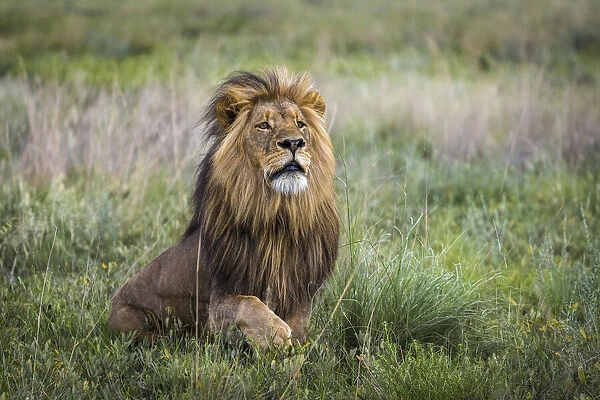 Adult male lion displaying full mane in grassland, Liuwa Plain National Park, Zambia