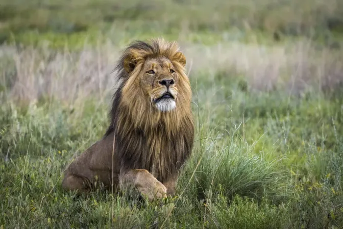 Framed Print : Adult male lion displaying full mane in grassland, Liuwa Plain National Park, Zambia Framed Print : Adult male lion displaying full mane in grassland, Liuwa Plain National Park, Zambia