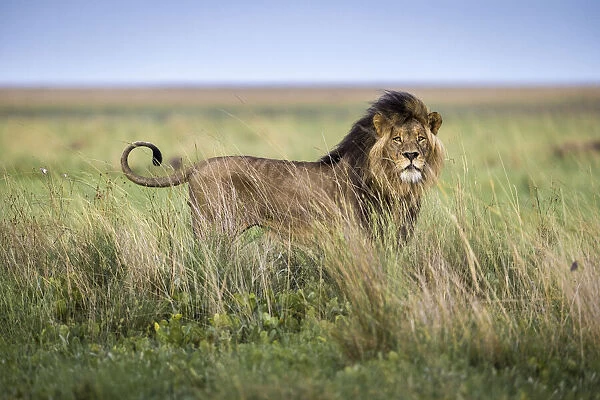 Adult male lion in grassland, Liuwa Plain National Park, Zambia