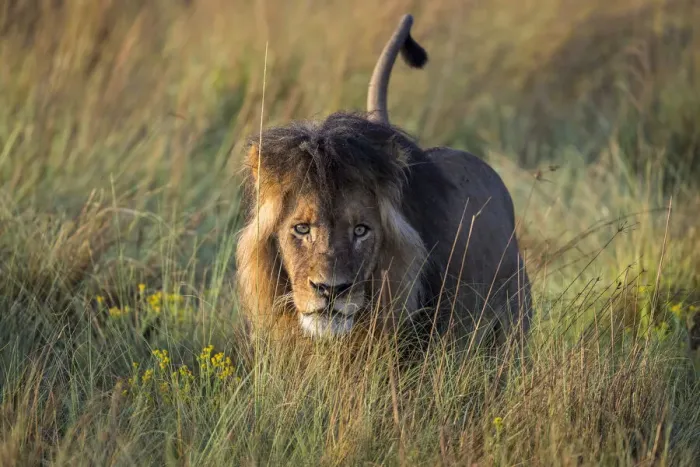 Framed Print : Adult male lion in grassland, Liuwa Plain National Park, Zambia Framed Print : Adult male lion in grassland, Liuwa Plain National Park, Zambia