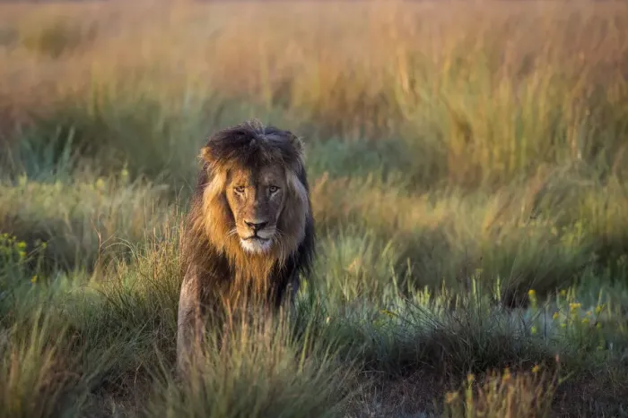 Framed Print : Adult male lion in grassland, Liuwa Plain National Park, Zambia Framed Print : Adult male lion in grassland, Liuwa Plain National Park, Zambia