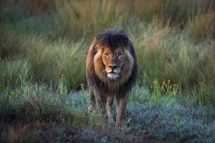 Framed Print : Adult male lion in grassland, Liuwa Plain National Park, Zambia